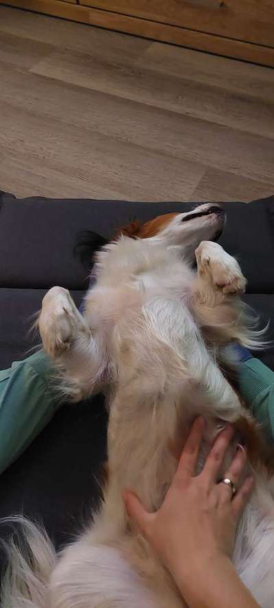 Vertrauen zwischen Hund und Halter-Beitrag-Bild