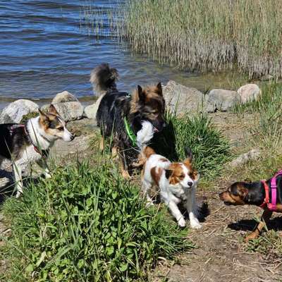 Hundetreffen-Treffen für mittelgroße, aktive Hunde-Bild