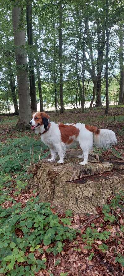 Hunderunde-Beitrag-Bild