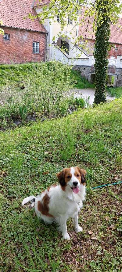 Dogorama Photo Challenge - Brücken-Beitrag-Bild