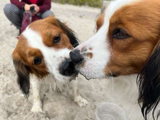 Kooikerhondje-Beitrag-Bild