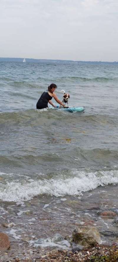 Kooikerhondje-Beitrag-Bild