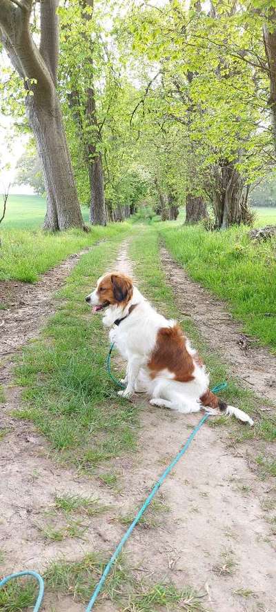 1. Fotochallenge Collagen - 4 Jahreszeiten-Beitrag-Bild