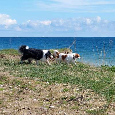 Hundetreffen-Treffen für mittelgroße, aktive Hunde-Bild