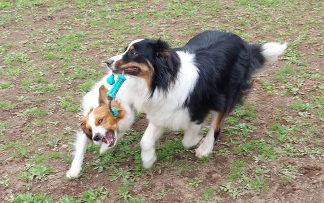 Bester Freund, Hundekumpel - zeigt her!-Beitrag-Bild