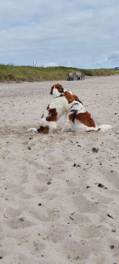 Kooikerhondje-Beitrag-Bild