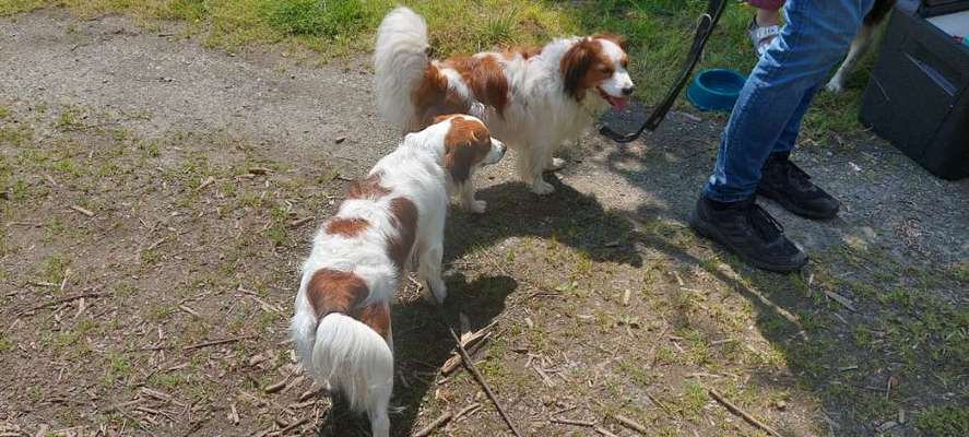 Kooikerhondje-Beitrag-Bild