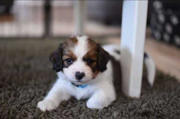 Welpenfotos-Beitrag-Bild