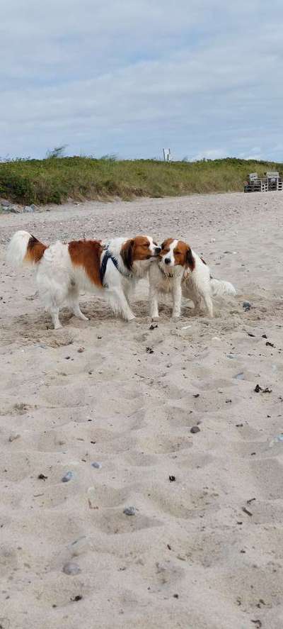 Kooikerhondje-Beitrag-Bild