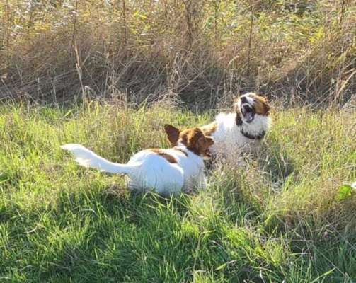 Dogorama Photo Challenge - Spielgesicht-Beitrag-Bild