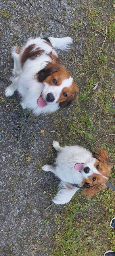 Kooikerhondje-Beitrag-Bild