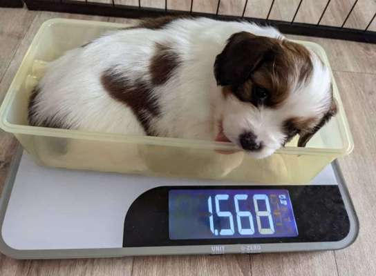 Welpen Bilder !-Beitrag-Bild