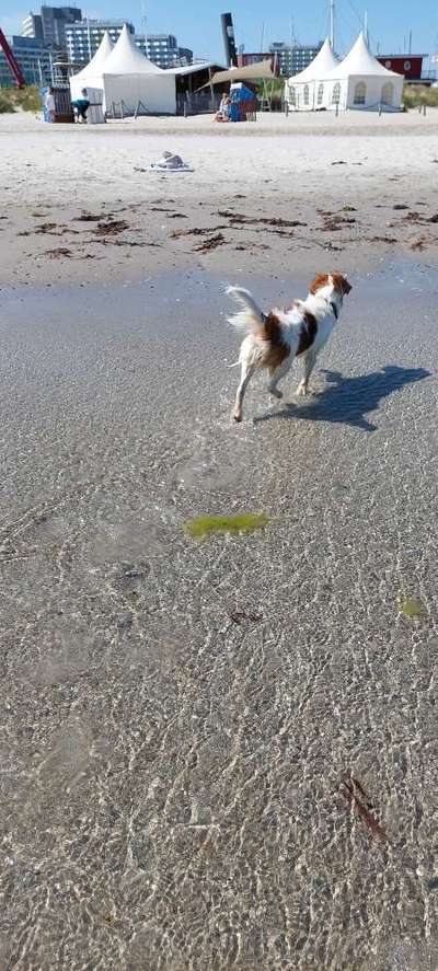 Kooikerhondje-Beitrag-Bild