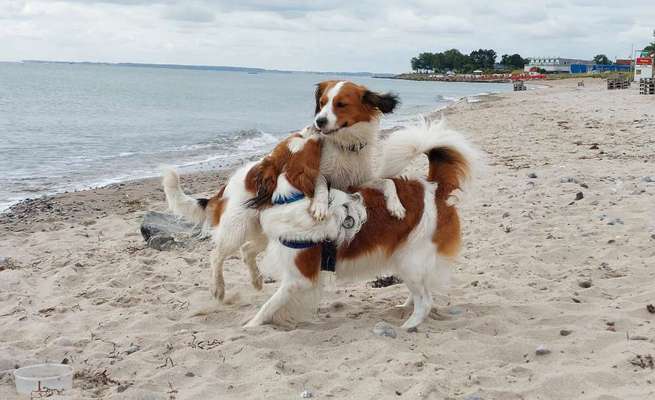Kooikerhondje-Beitrag-Bild