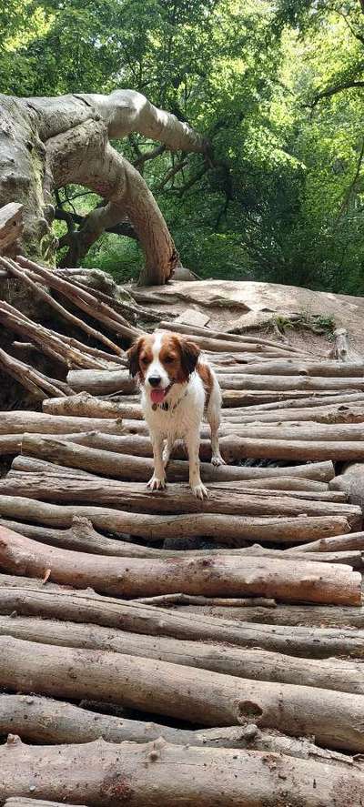 Dogorama Photo Challenge - Märchenwald-Beitrag-Bild