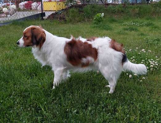 Der Gewichts-Thread-Beitrag-Bild