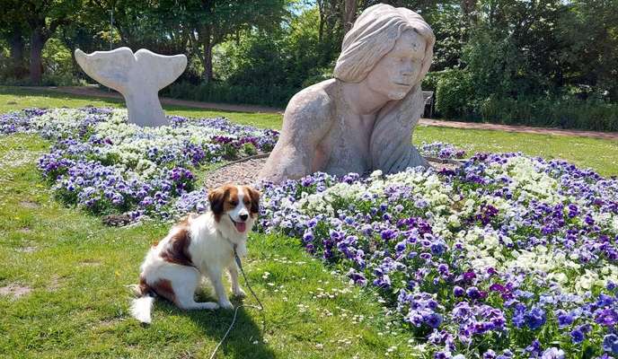 Dogorama Photo Challenge - Zufallsfund beim Gassi-Beitrag-Bild