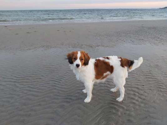 Kooikerhondje-Beitrag-Bild