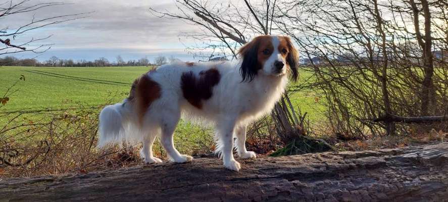 Dogorama Photo Challenge - Herzenshund-Beitrag-Bild