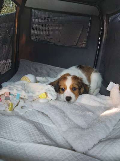 Das erste Bild eures Hundes-Beitrag-Bild