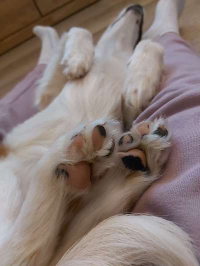 Fusspics sind out, Pfoten for the win!-Beitrag-Bild