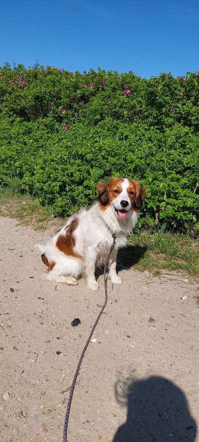 Wie heißt dein Hund?-Beitrag-Bild