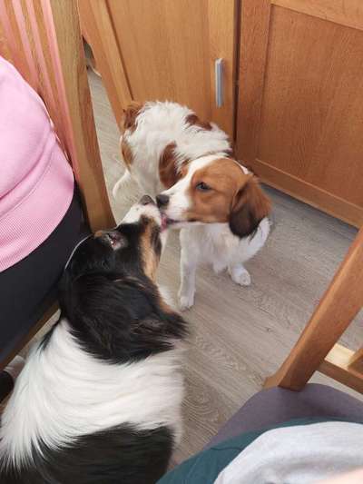 Bester Freund, Hundekumpel - zeigt her!-Beitrag-Bild