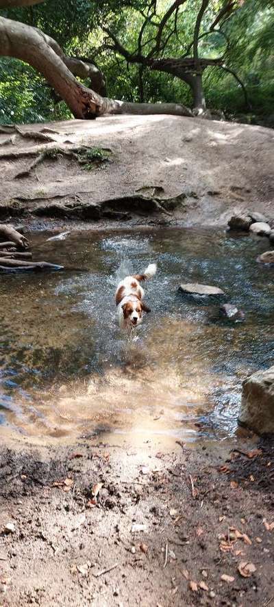 Kooikerhondje-Beitrag-Bild
