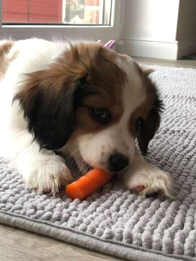 Welpen Bilder !-Beitrag-Bild