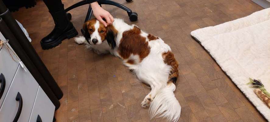 Niederländisches Kooikerhondje-Beitrag-Bild