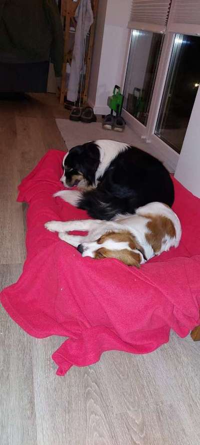 Bester Freund, Hundekumpel - zeigt her!-Beitrag-Bild