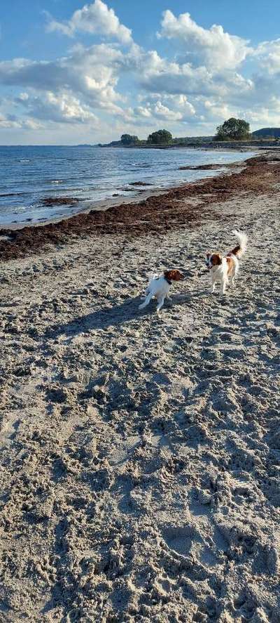 Kooikerhondje-Beitrag-Bild