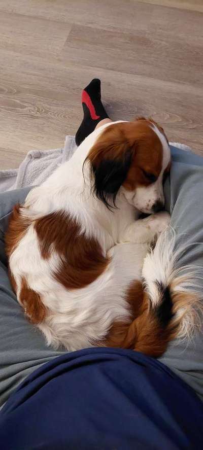 Vertrauen zwischen Hund und Halter-Beitrag-Bild