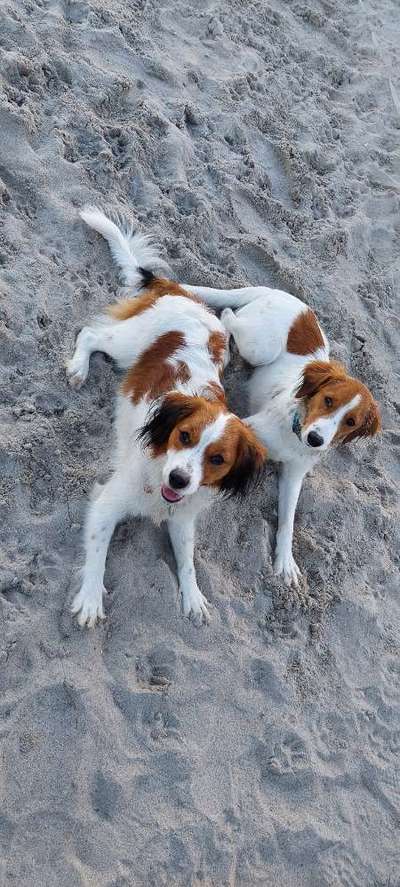 Kooikerhondje-Beitrag-Bild