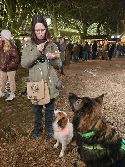 ✨ Hunde auf Weihnachtsmärkten – ja oder nein? ✨-Beitrag-Bild