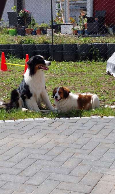 Kooikerhondje-Beitrag-Bild