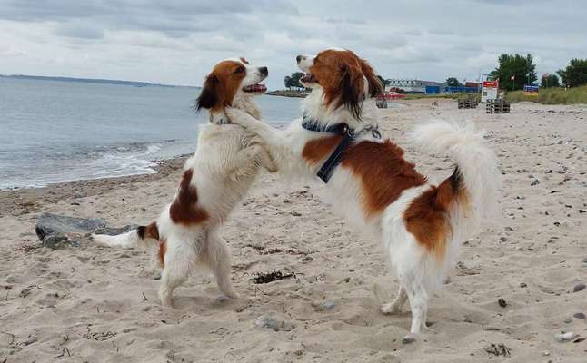 Kooikerhondje-Beitrag-Bild