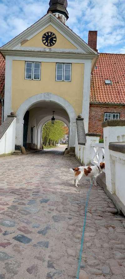 Dogorama Photo Challenge - Brücken-Beitrag-Bild