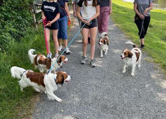 Kooikerhondje-Beitrag-Bild