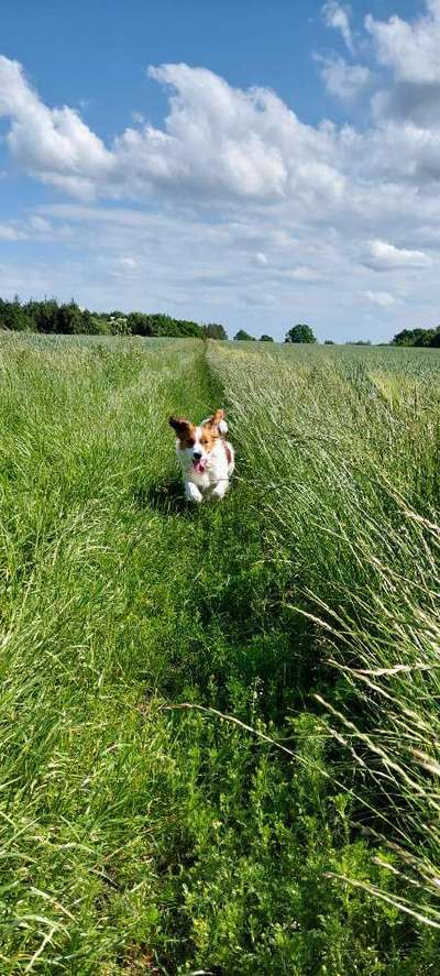 5. Hund im hohen Gras-Beitrag-Bild