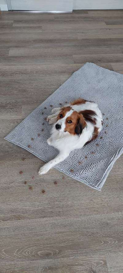 grumpy dog 😅-Beitrag-Bild