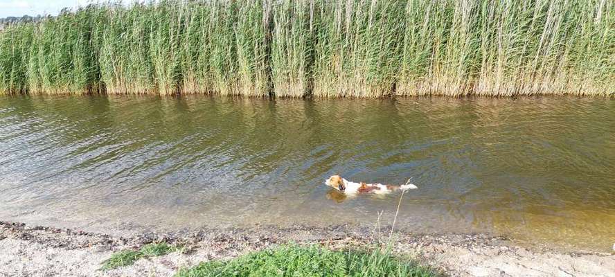Kooikerhondje-Beitrag-Bild