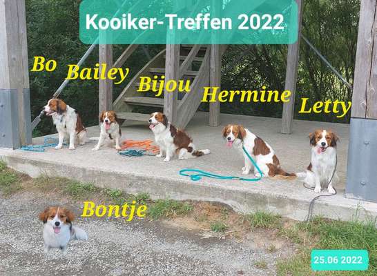 Kooikerhondje-Beitrag-Bild