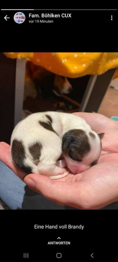 Welpen Bilder !-Beitrag-Bild