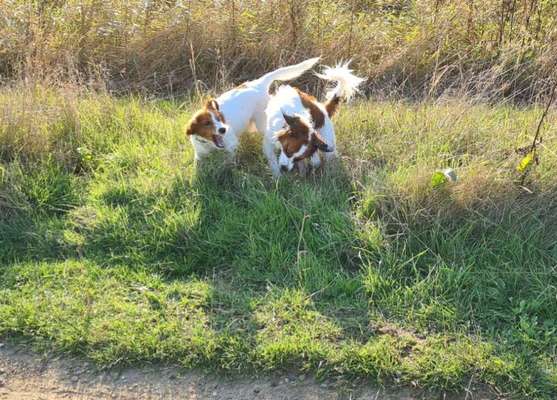 Kooikerhondje-Beitrag-Bild