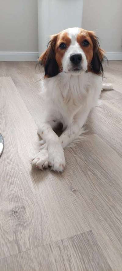 Welpenfotos-Beitrag-Bild