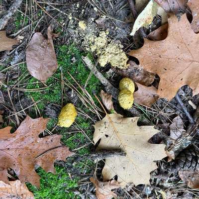 Giftköder-Eventuell Giftköder-Bild