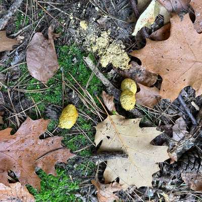 Giftköder-Möglicherweise Giftköder Pulver-Bild