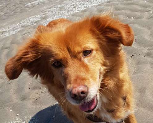 Die Dogorama Kalender Challenge 4/4-Beitrag-Bild