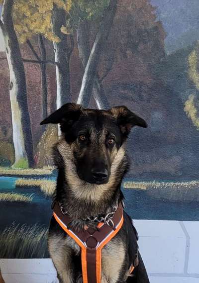 Alles rund um den Schäferhund, diskutieren erwünscht.-Beitrag-Bild